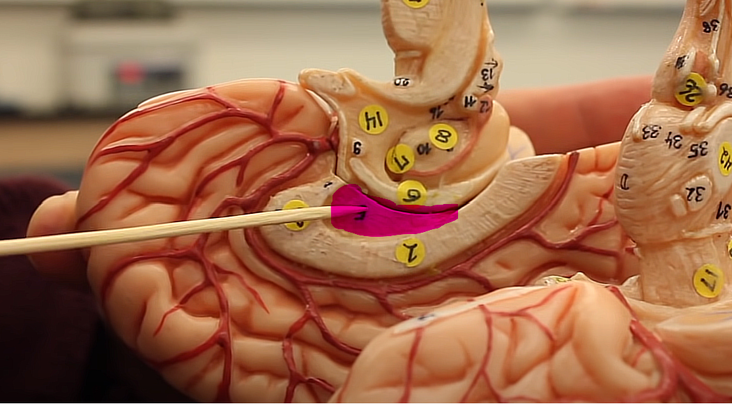 <p>brain organization pg.~434</p><p>what is this structure</p>