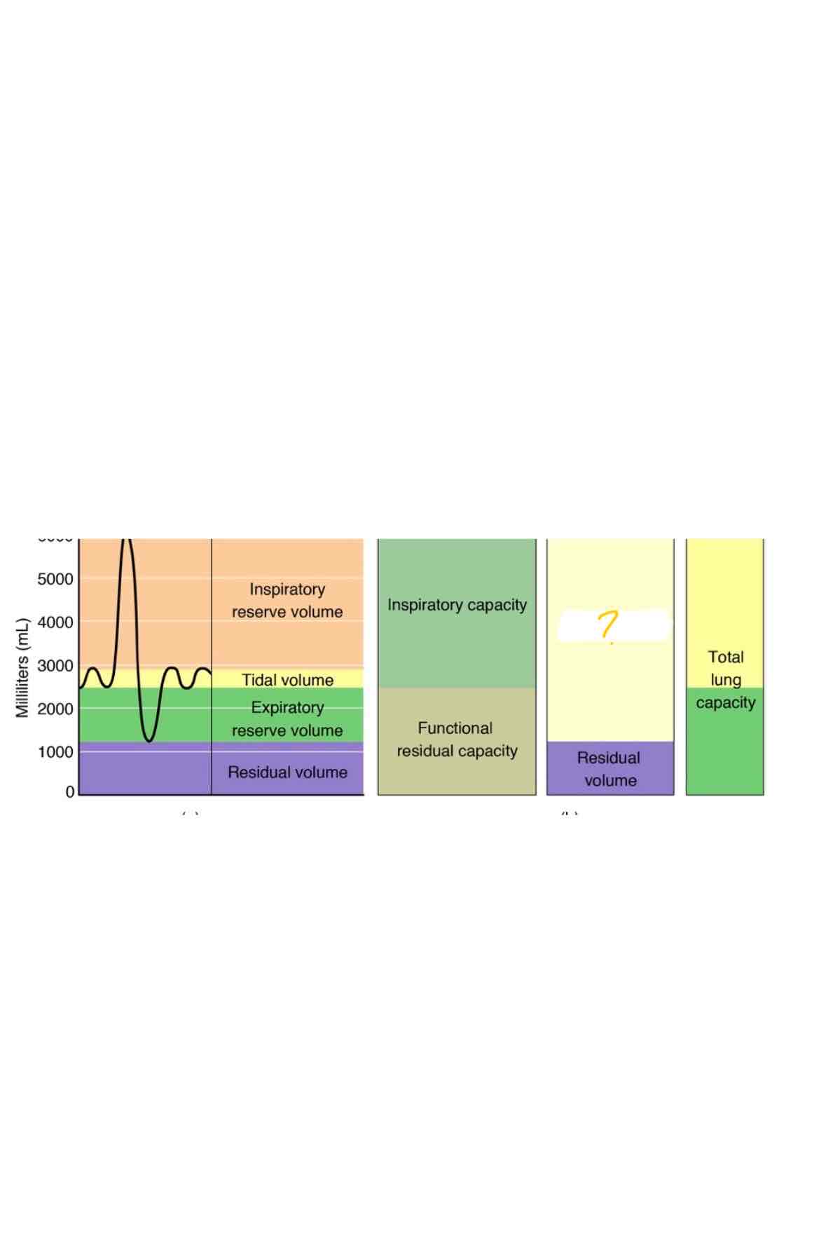 <p>Which lung capacity is highlighted</p>