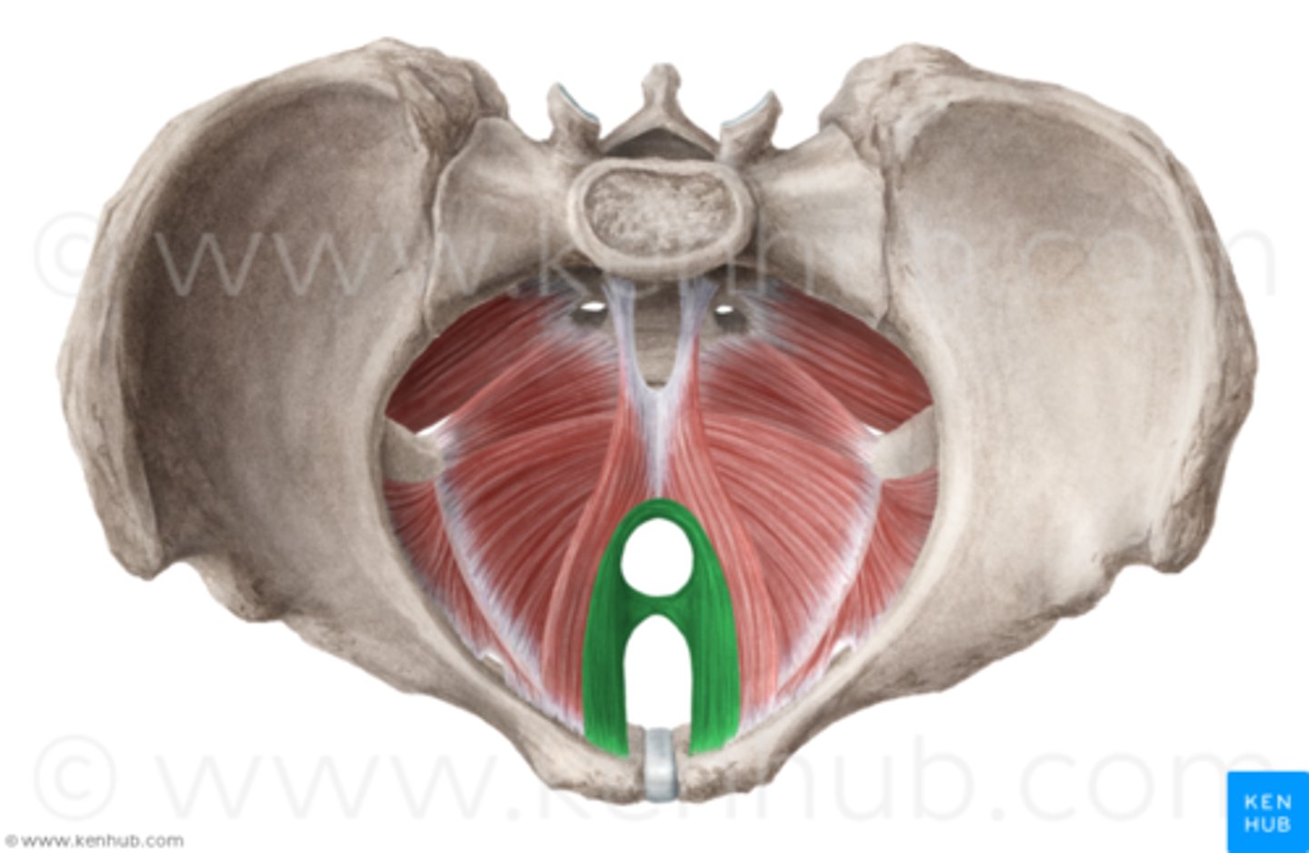 <p>O: anteriorly, from pubic symphysis</p><p>I: posteriorly, around anorectal junction</p><p>A: inhibits and also aids in defecation, and flatulence</p>