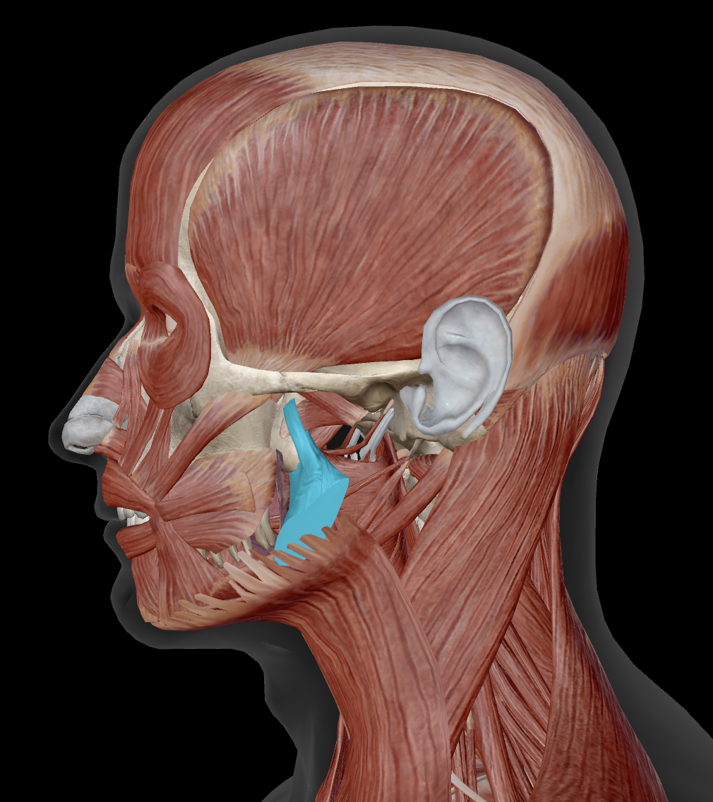<p>Where does medial pterygoid insert?</p>