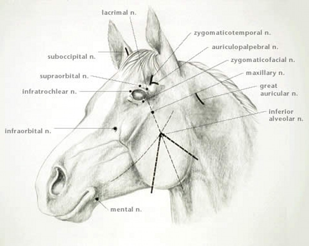 <ol><li><p>Auriculopalpebral nerve block</p></li><li><p>Diamond block (Supraorbital, lacrimal, zygomatic, infratrochlear)</p></li><li><p>Retrobulbar nerve block</p></li><li><p>Maxillary nerve block</p></li><li><p>Infraorbital nerve block</p></li><li><p>Mandibular nerve block (inferior alveolar nerve block)</p></li><li><p>Mental nerve block</p></li></ol><p></p>