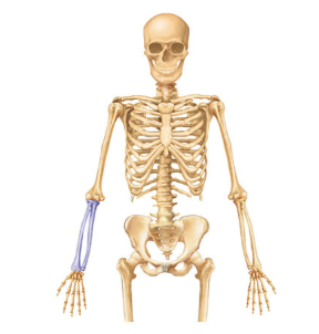 <p>Name this part of the appendicular skeleton</p>