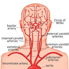 <p><span>numerous structures within the face, lower jaw, neck, esophagus, and larynx. These branches include the lingual, facial, occipital, maxillary, and superficial temporal arteries</span></p>