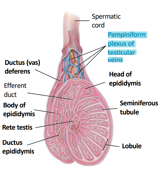 A bundle of autonomic nerve fibres, blood vessels, and lymphatic passes through the inguinal canal to each testis.
