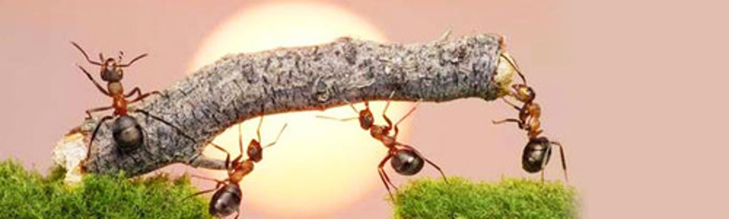 <p>hard-working</p>
