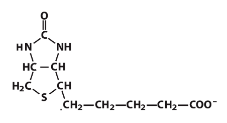 The following coenzyme is involved in:

a. methylation

b. single carbon transfer

c. carboxylation 

d. hydroxylation 

e. transamination