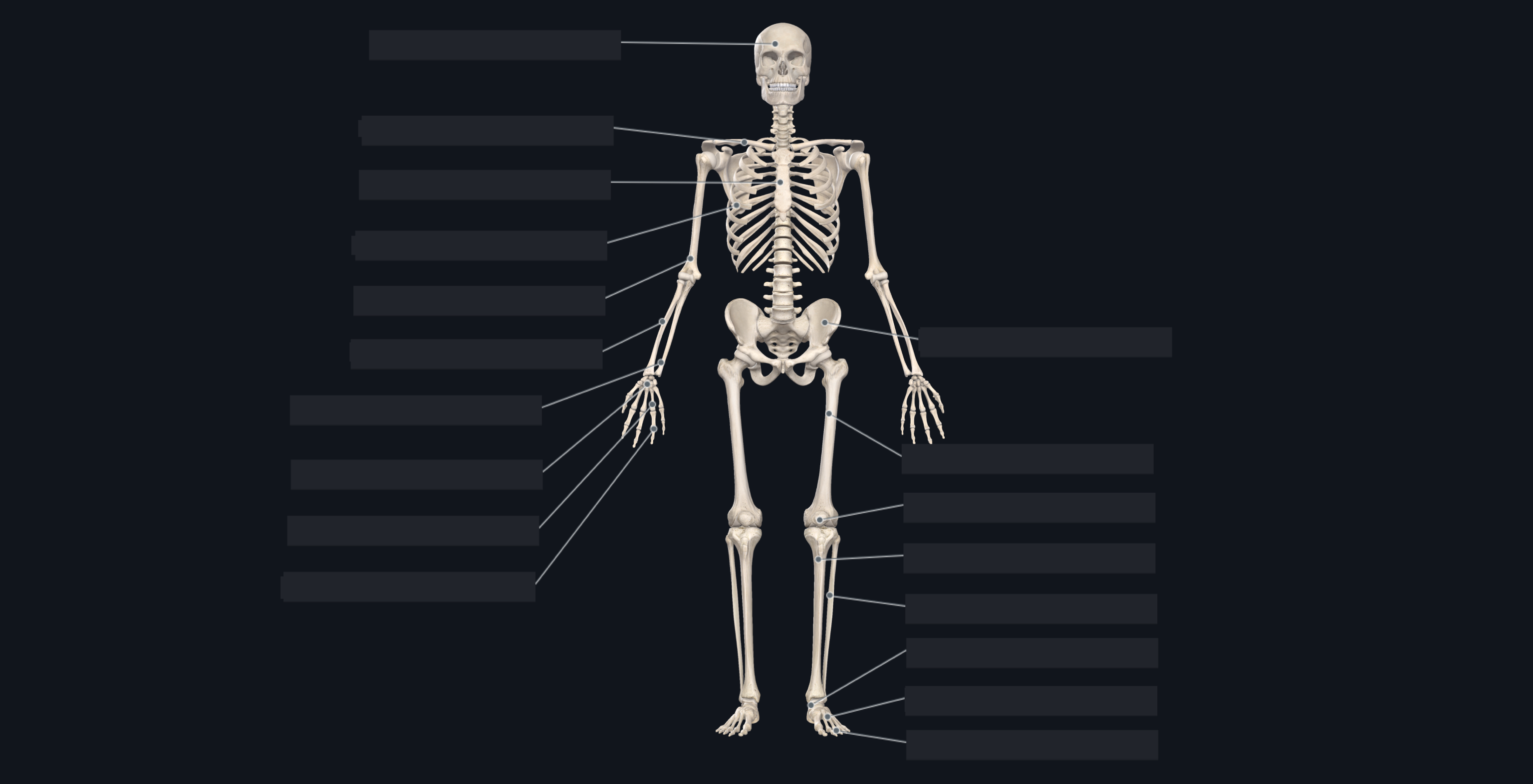 skeletal system