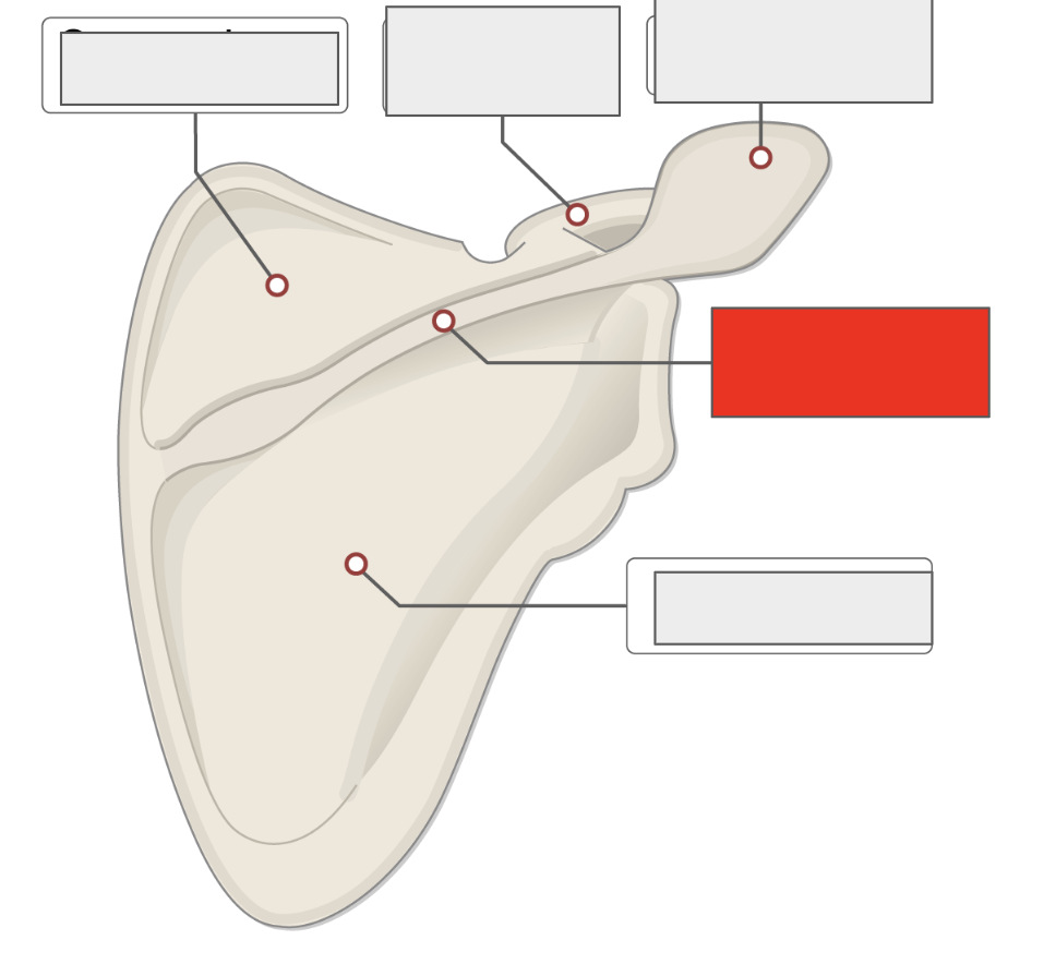 <p>Name the covered bone</p>