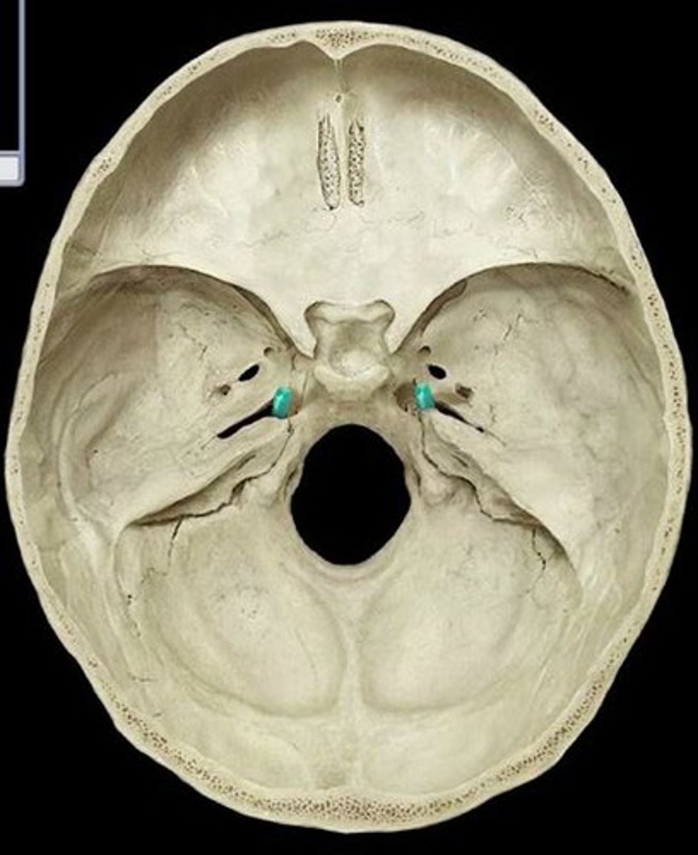<p>hole internal</p><p>having jagged edges the most inner wholes of the middle of the cranial base</p>