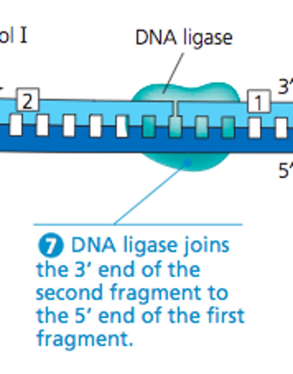 <p>An enzyme that connects two fragments of DNA to make a single fragment</p>