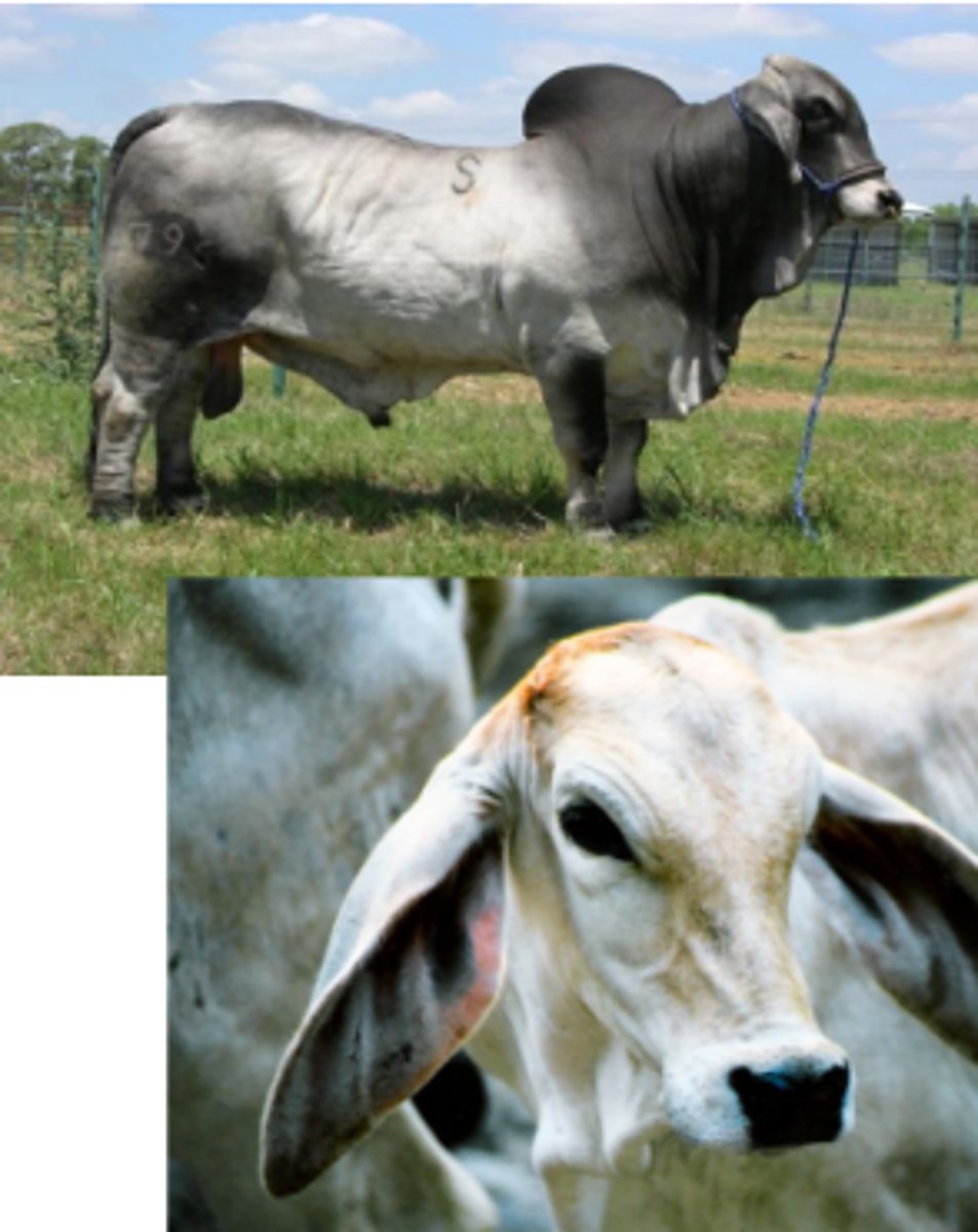 <p>What is this "Bos indicus" cow which is heat tolerant and parasite tolerant?</p>