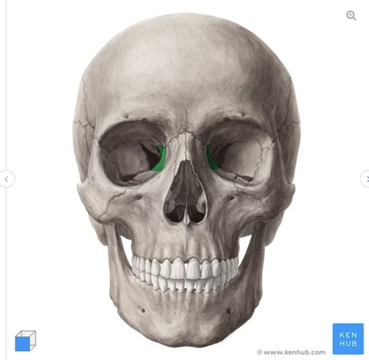 <p>What is this called and what bone is it on?</p>