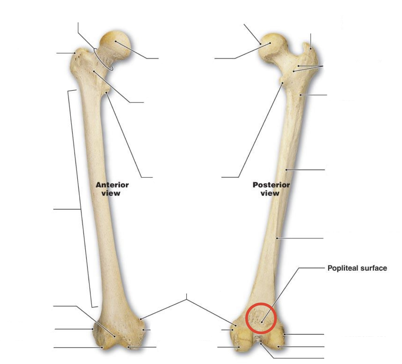 <p><span><span>Popliteal surface</span></span></p>