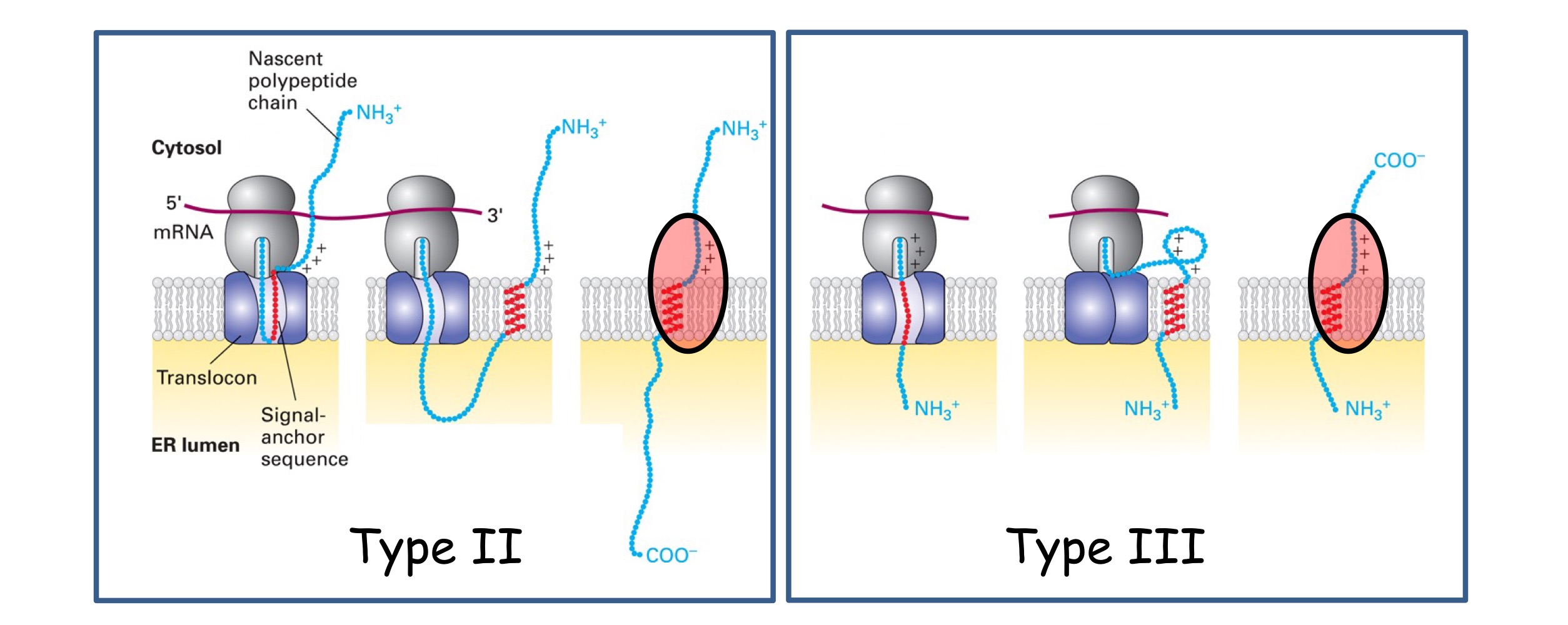 <p>Single pass, no cleavable signal seq, hydrophobic membrane-spanning seq @ C-terminus, uses <span style="color: green">SRP & receptor</span> to ER membrane, Nᵢ-Cₒ on type 2, Nₒ-Cᵢ on type 3</p><p>Orientation determined by <strong>+charged residues position relative to SA sequence</strong> :</p><ul><li><p>between N-terminus & SA = <strong>TYPE II</strong></p></li><li><p>between SA and C-terminus = <strong>TYPE III</strong></p></li></ul><p>These residues must remain in cytosol - this changes protein orientation</p><p>→ Use a <strong>SA</strong> (signal-anchor) <strong>sequence </strong>that acts as a dual signal sequence (directing protein to ER by SRP) and anchor OR membrane-spanning seq</p>