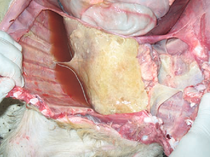 <p>Goat. Most likely cause? </p>