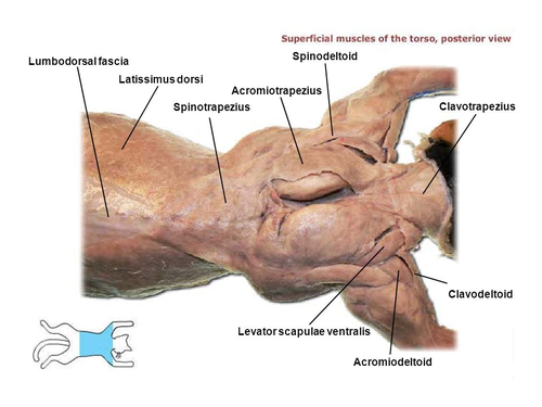 <p>near the shoulder</p>