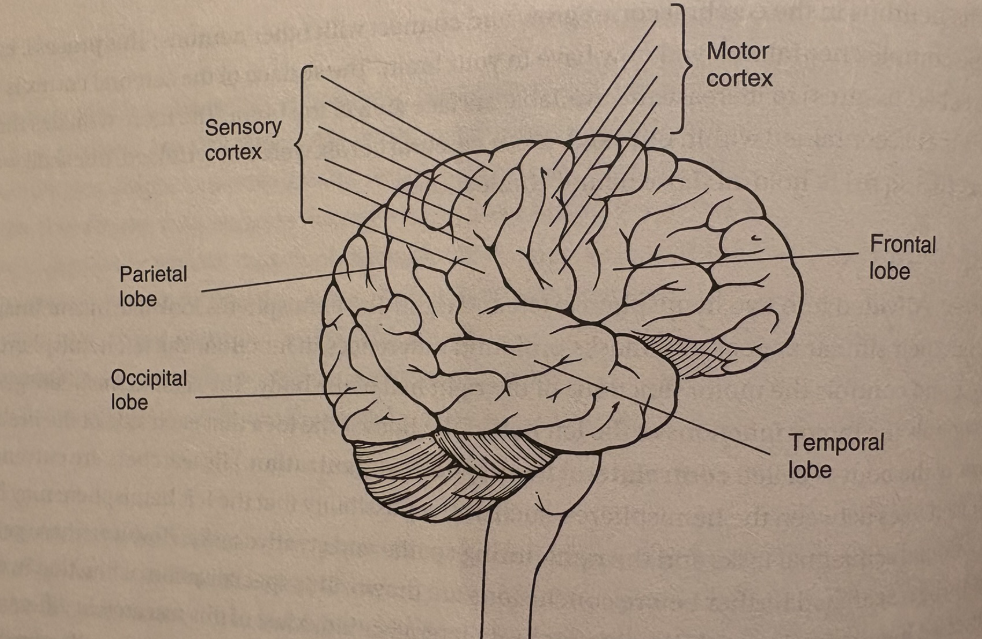 <ul><li><p>4 different lobes which are called frontal, parietal, temporal, and occipital. see pg 32</p></li></ul><p></p>