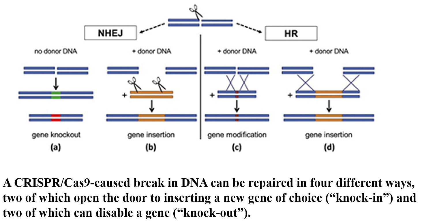 <ol><li><p><strong>Knockout</strong>: Disables a gene.</p></li><li><p><strong>Knock-in</strong>: Inserts a new gene.</p></li><li><p><strong>Gene Modification</strong>: Alters an existing gene.</p></li><li><p><strong>Gene Insertion</strong>: Adds additional DNA sequences.</p></li></ol><p></p>