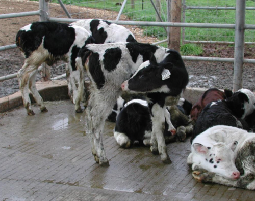 replace 30% of the herd annually
come into the hard at 2 years old after 1st parturition