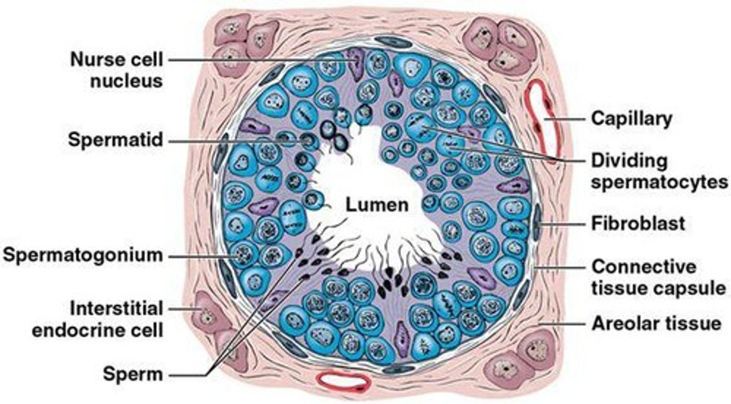 <p>Coiled tubules within lobules where sperm production occurs.</p>