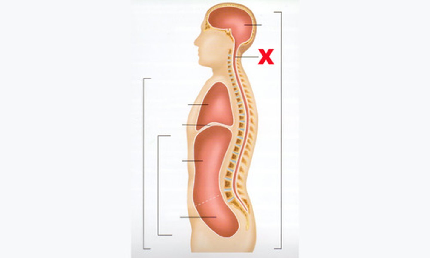 <p>contains the spinal cord</p>