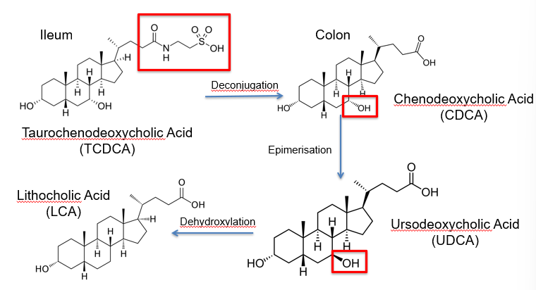 <p>bile acids are produced by the liver to facilitate lipid digestion and absorption</p><p>90-95% are reabsorbed by the terminal ileum and recycled by the liver by the EHC</p><p>5-10% enter the colon and undergo bacterial metabolism</p>