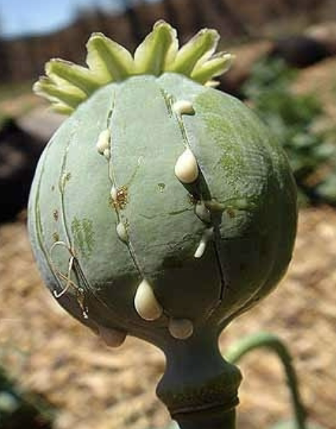 <ul><li><p><span style="color: red;">Depressants</span> (slow CNS) that relieve pain and induce sleep</p></li><li><p>Opium,<u> morphine</u> (medical benefits)<u>,</u> heroin, laudanum</p><ul><li><p>come from poppy plant (milky white substance distilled from slicing outside of plant, common in Middle East)</p></li></ul></li><li><p>Super-stimulat endorphin receptors</p></li><li><p>Highly addictive (opiates → after back surgery, doctors need to be careful)</p></li><li><p>Withdrawal: chills, sweating, anxiety, loss of bowel control, spasms</p></li><li><p>Death from overdose is possible </p></li><li><p>Ex> woman tests positive for opiates when trying to work for Goldman Sacks, sues, test traced residue from poppy seed bagel eaten that morning</p></li></ul><p></p>