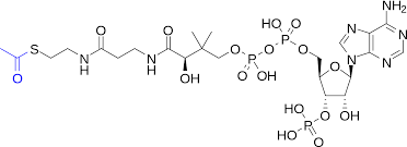 Acetyl-CoA is a ________.