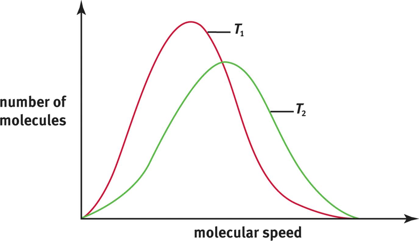 <p>The bell-shaped curve flattens and shifts to the right as the temperature increases, indicating that at higher temperatures, more molecules are moving at higher speeds.</p>