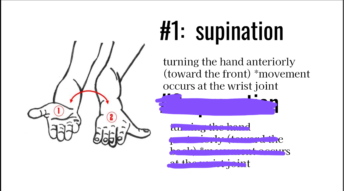 <p>Palm rotates upward</p>