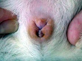 <p>Determining the Sex of Guinea Pig</p>