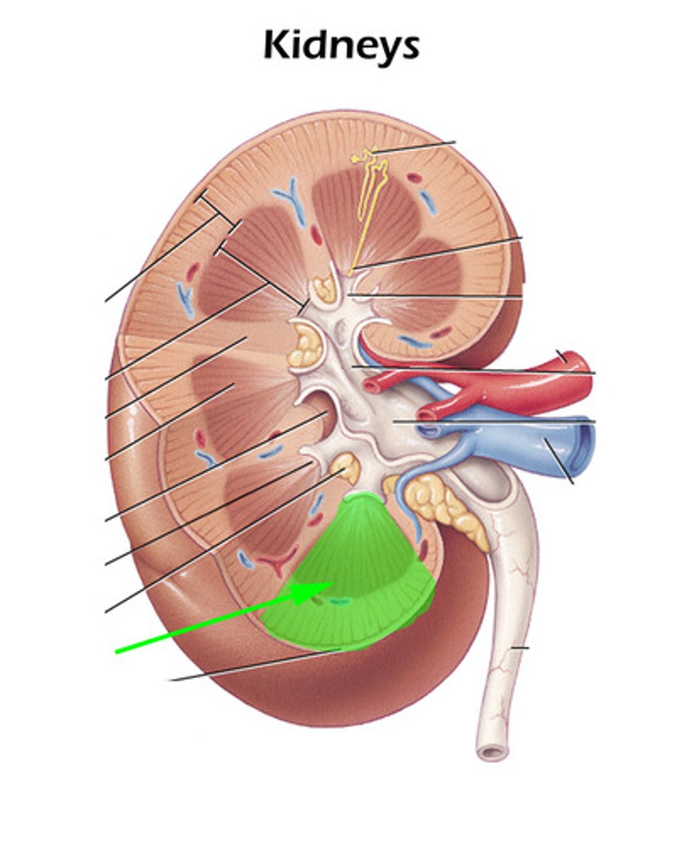<p>What part of the kidney is this?</p>