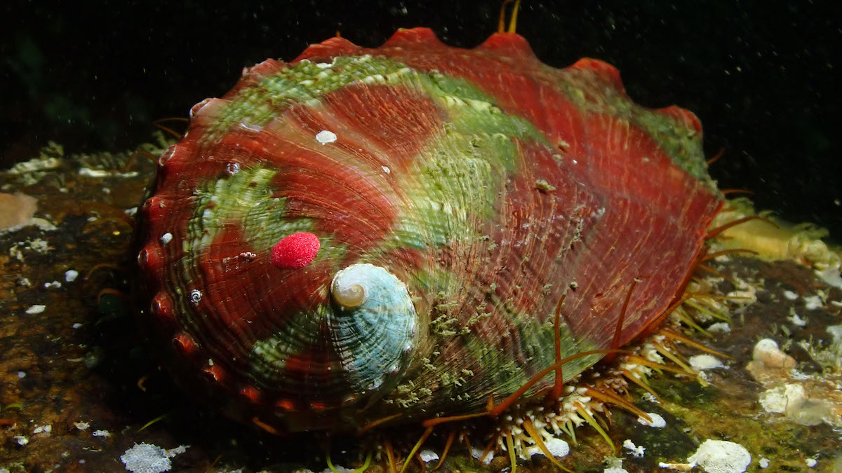 <p>Pinto Abalone</p>