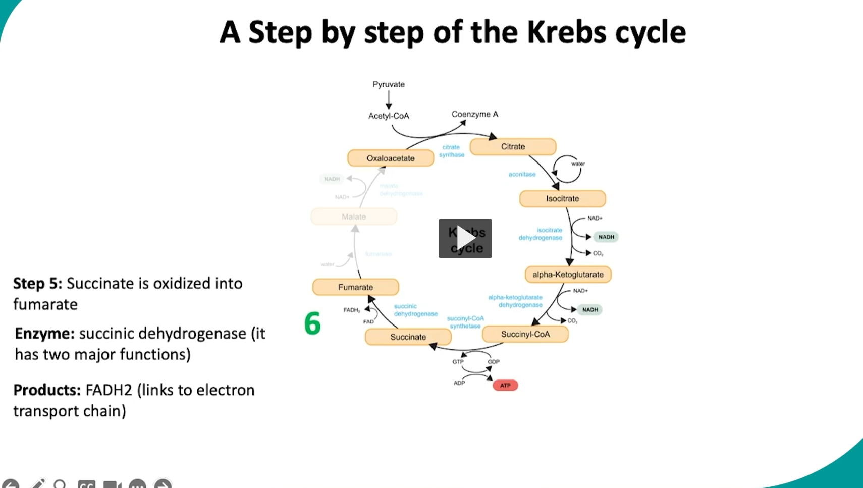 <p>during the sixth step of the cycle, succinate will be oxidized to fumarate via the succinate dehydrogenase </p><p>what is happening here is unlike other steps of the Krebs cycle, the succinate dehydrogenase enzyme is located in the inner mitochondrial membrane </p><p>this allows the enzyme to have two functions, </p><p>1) oxidation of succinate, which means succinate will lose two hydrogen atoms and form fumarate</p><p>2) to work as part of the electron transport chain, the two removed hydrogen groups from succinate will be transferred to FAD to produce FADH2. then FADH2 will donate its electron directly to the electron transport chain. </p>