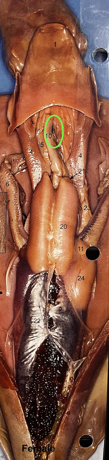<p>Squid: just below siphon, holds ink</p>
