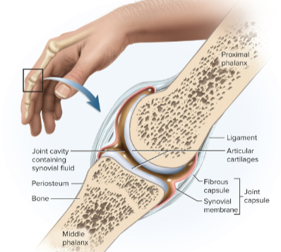 <p>Synovial joints (diarthroses)</p>