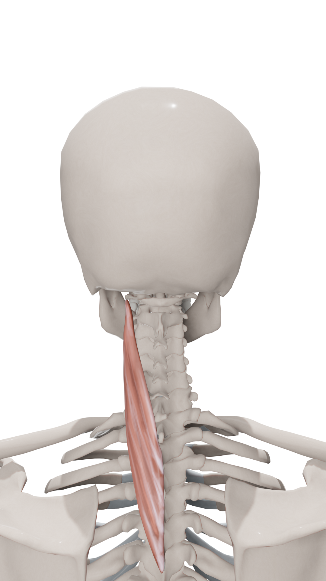 <p>Origin: spinous process of T3-T6</p><p>Insertions: transverse process of c1-c3</p><p>Innervation: dorsal rami of nerve C1-C6</p><p>Action: extension/lateral flex of neck + spine<br>ipsilateral rotation of head (turn head towards side of body doing action)</p>