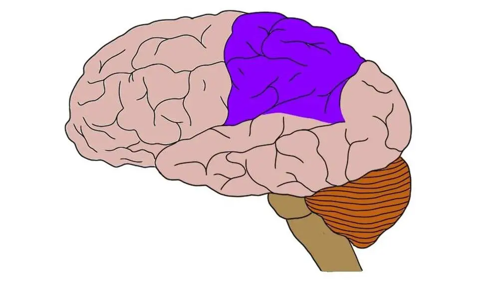 <p>touch, visuospatial processing</p>