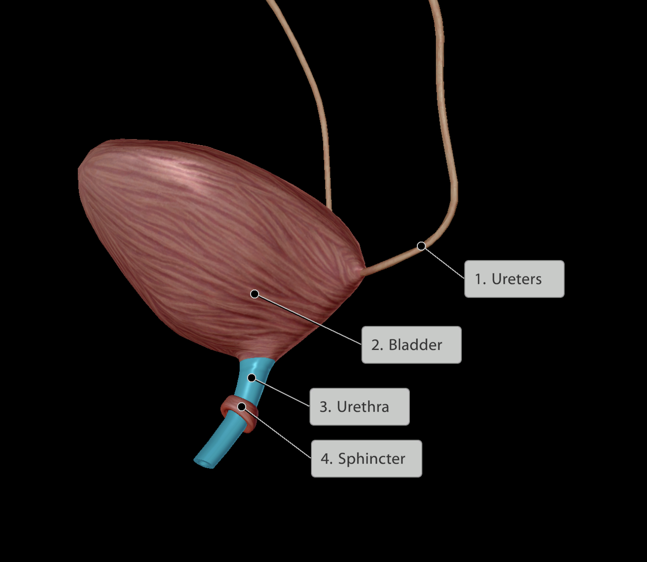 <p>When full can hold urine in via sphincters in the urethra.</p><p>Releases urine into the urethra</p><p>Receives urine from ureters</p><p><strong><em><u>Location:</u></em></strong></p><ul><li><p>Posterior to the pubic symphysis</p></li><li><p>Inside the pelvis</p></li></ul><p></p>