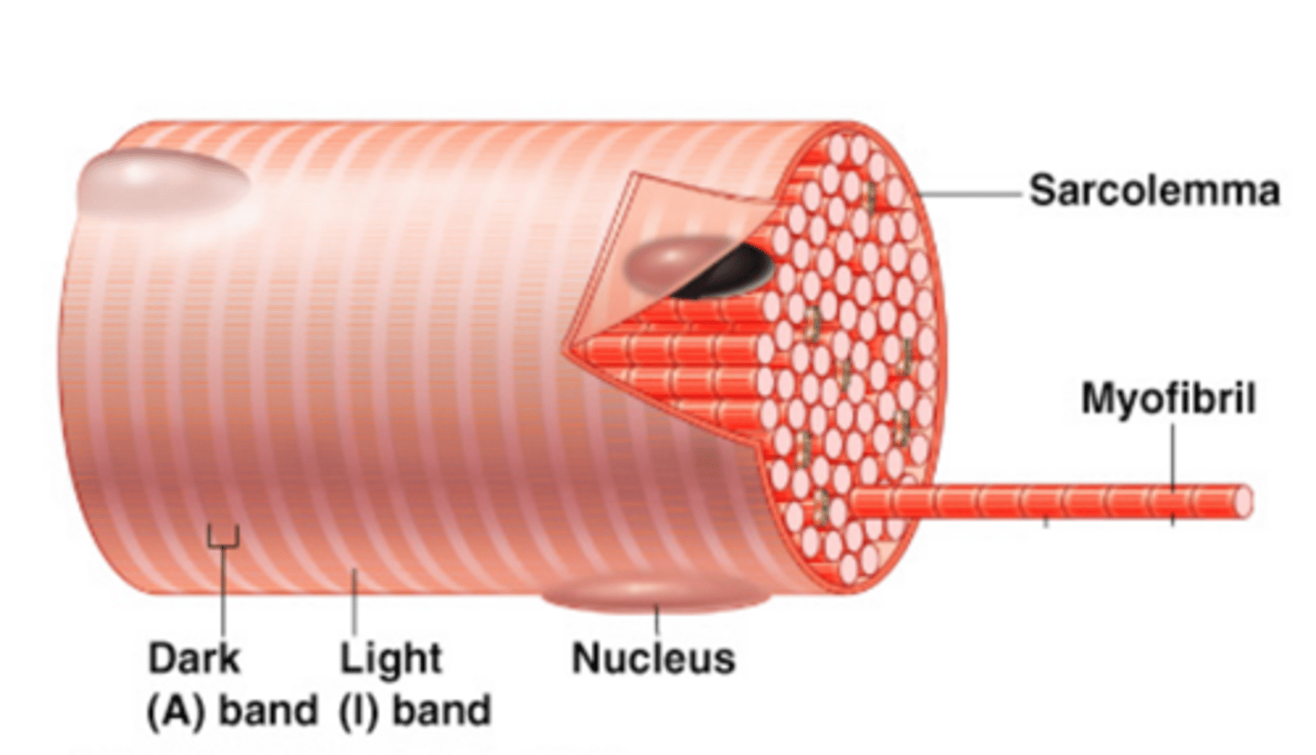 <p>A long cylindrical multinucleate cell; nuclei are just beneath the sarcolemma; sarcolemma is a specialized plasma membrane; many mitochondria provide energy for muscle contraction; contain sarcoplasmic reticulum, T tubules, and myofibrils</p>