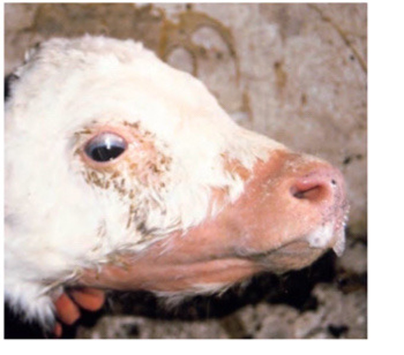 <p>A calf presents with these lesions. What is this and what do you think caused it?</p>