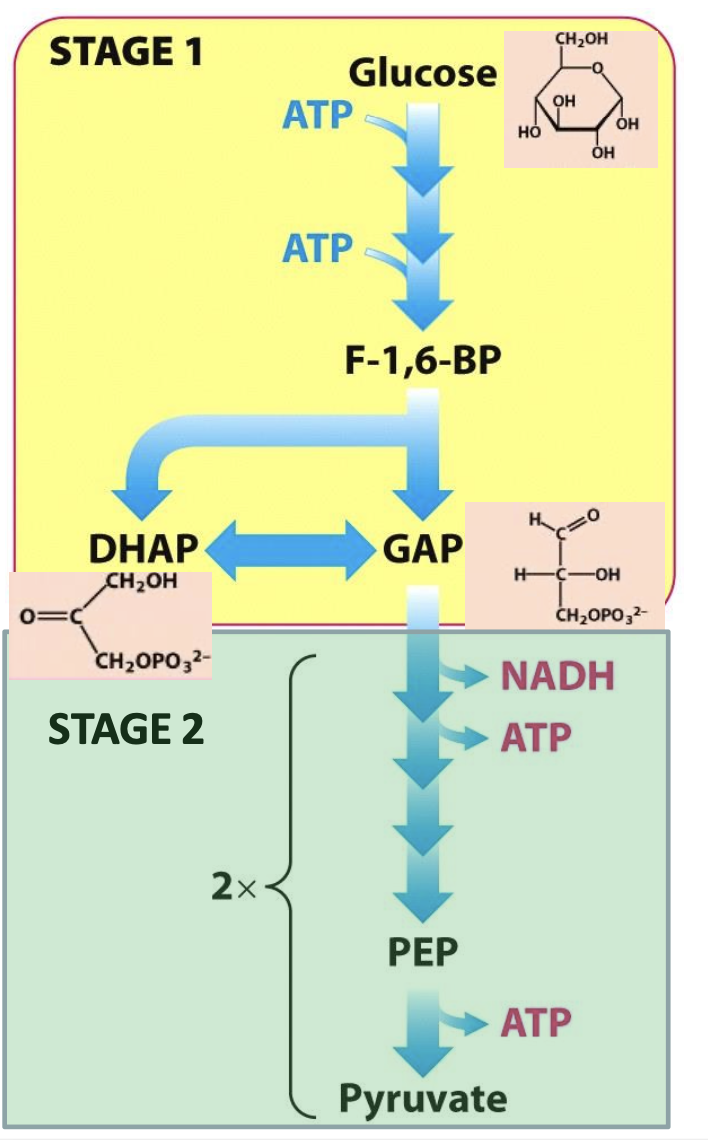 <p><strong><u>Stage 1 - Trapping and Preparation</u> (1-5)</strong>: glucose is trapped in the cell, converted into 2 3C molecules that are easily interconverted. <span style="color: #e13232">Consumes 2 ATP</span></p><p><strong><u>Stage 2 - Payoff</u> (6-10)</strong>: 3C molecules GAP are oxidized to pyruvate. Happens twice. <span style="color: #da1e1e">Generates 2 NADH, 2 ATP</span></p>