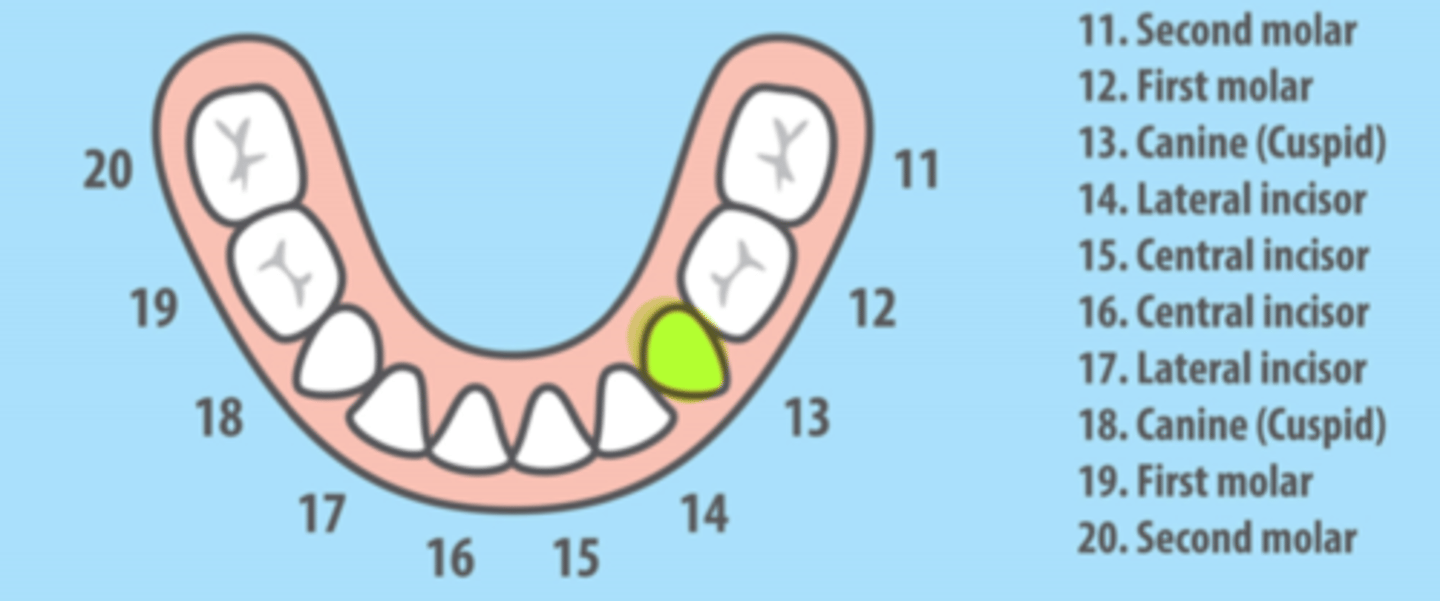 <p>Mandibular Left Primary Canine</p>