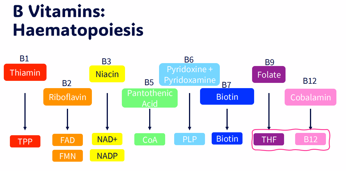 <p>B Vitamins: Haematopoiesis</p>