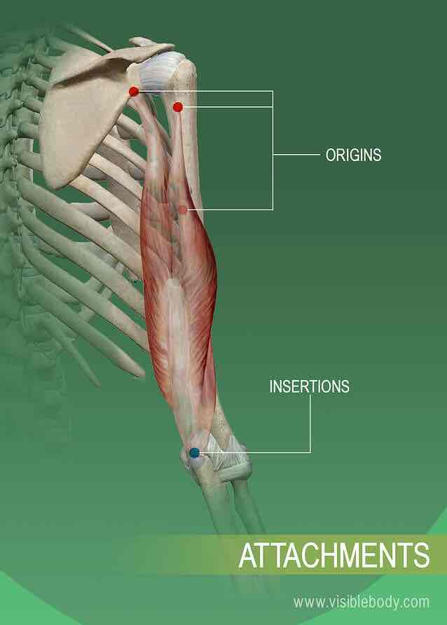 <p>Origin: <strong>proximal</strong> attachment, muscle attaches to the areas closest to the axial skeleton</p><p>Insertion: <strong>distal</strong> attachment, muscle attaches to the area furthest from the axial skeleton </p><p>Function: <strong>action / motion</strong>; what the muscle does when activated in a certain position </p>