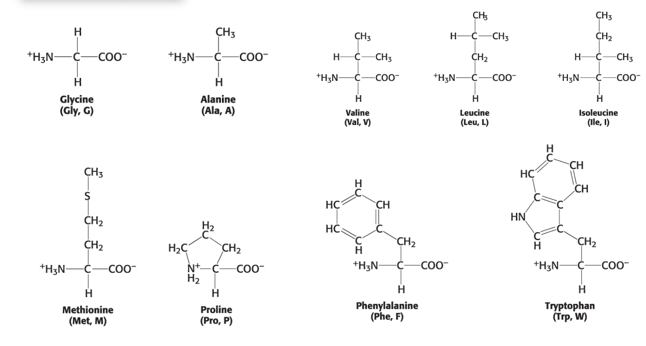 <ol><li><p>Glycine (Gly, G)</p></li><li><p>Alanine (Ala, A)</p></li><li><p>Valine (Val, V)</p></li><li><p>Leucine (Leu, L)</p></li><li><p>Isoleucine (Ile, I)</p></li><li><p>Methionine (Met, M)</p></li><li><p>Proline (Pro, P)</p></li><li><p>Phenylalanine (Phe, F)</p></li><li><p>Tryptophan (Trp, W) - CAN BE HYDROPHILIC BC OF INDOLE GROUP</p></li></ol><p></p>