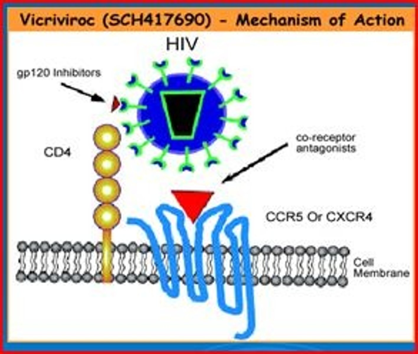 <p>co-receptor for HIV. people with very few of these are less susceptible to HIV.</p>