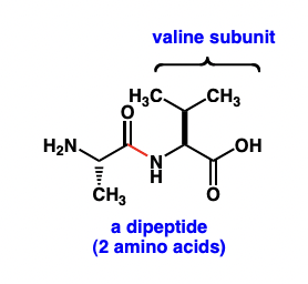 <p>polymers of amino acids joined by peptide/amide bonds = polypeptides</p><p>3D structure = governs biological function </p>