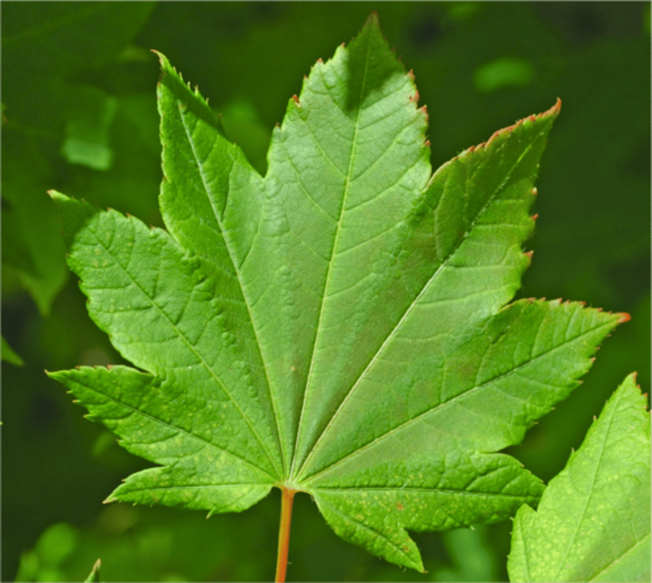 <p>small veins branching from more than one main vein</p>