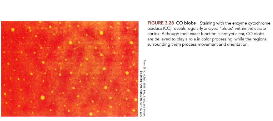 <p>→ oriëntatie &amp; oculaire dominantie: niet enige stimulusdimensie met systematische kolomvormige rangschikking in visuele cortex</p><ul><li><p>kleuringstechniek → gebruikmakend van enzym cytochroomoxidase (CO)</p><ul><li><p>toont regelmatige reeks CO-blobs, met afstand van ± 0,5mm</p><ul><li><p>functionele rol: nog onduidelijk, maar CO-blobkolommen betrokken bij verwerking van kleur</p></li><li><p>interblobgebieden: verwerking van beweging &amp; oriëntatie</p></li></ul></li><li><p></p></li></ul></li></ul><p></p>